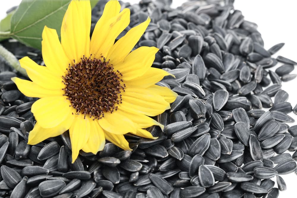sunflower seeds with fresh flower