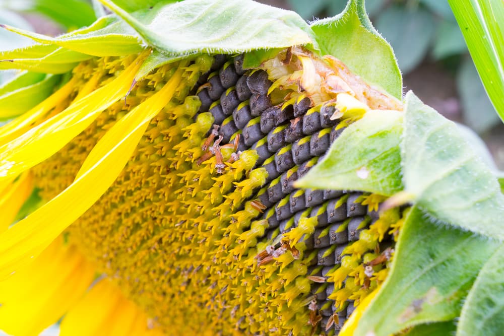 uprooting seeds from fresh sunflower